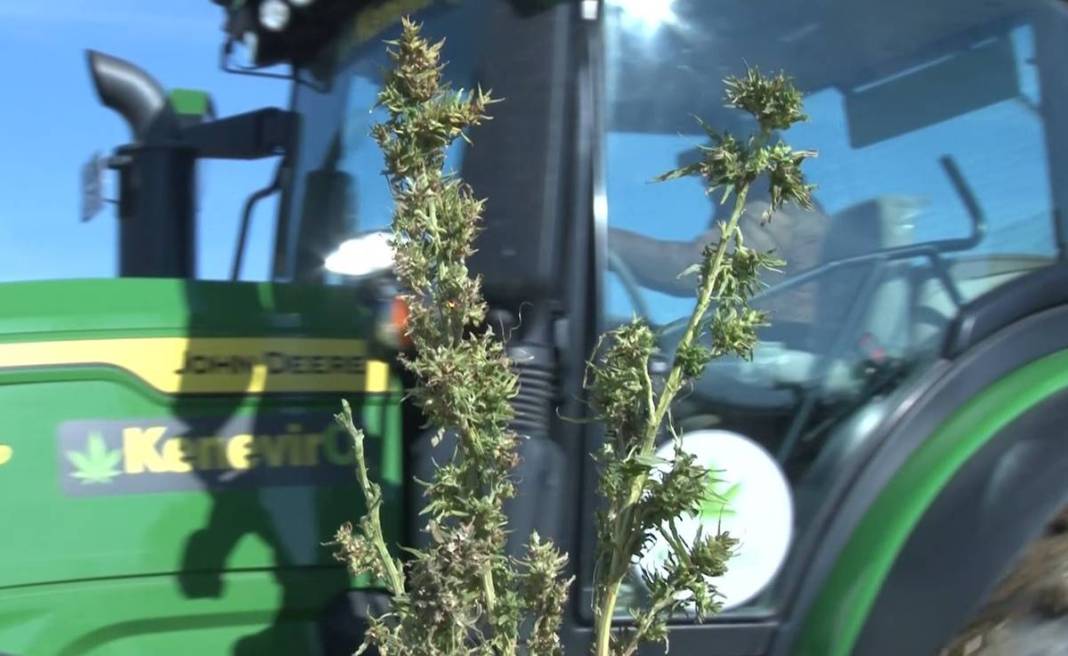 İlk hasat alındı: Kozmetikten tekstile birçok sektörde doping etkisi yapacak! Türkiye'de ilk kez uygulanıyor 18